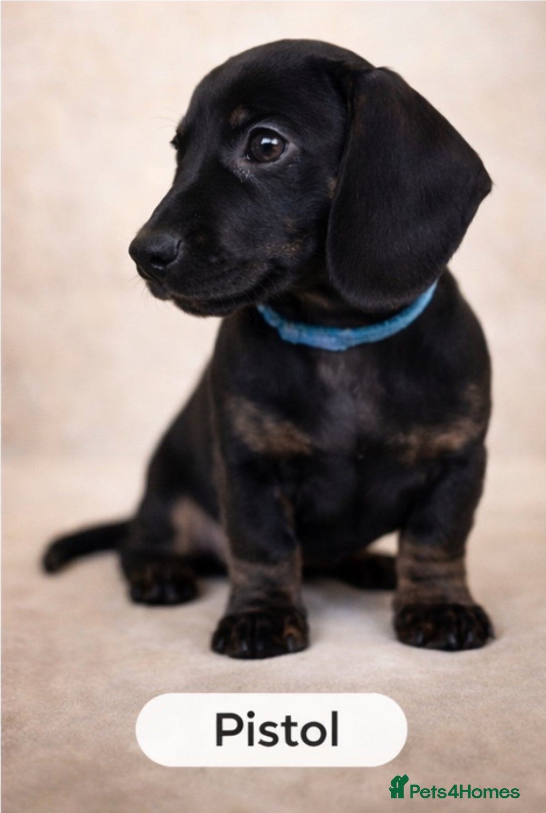 Miniature Dachshund dogs for sale: Unregistered miniature dachshund puppies  - Advert 2