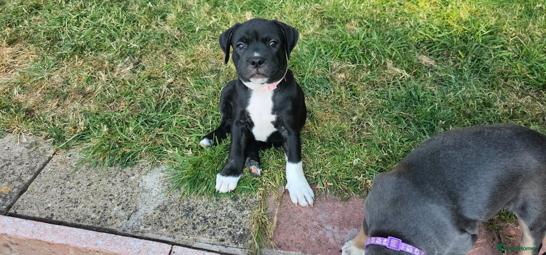 Staffordshire Bull Terrier dogs for sale: Staffordshire bull terrier puppies. - Image 19