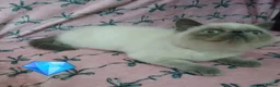 Exotic cats for sale: EXCEPTIONAL PERSIAN EXOTIC KITTENS  - Advert 14