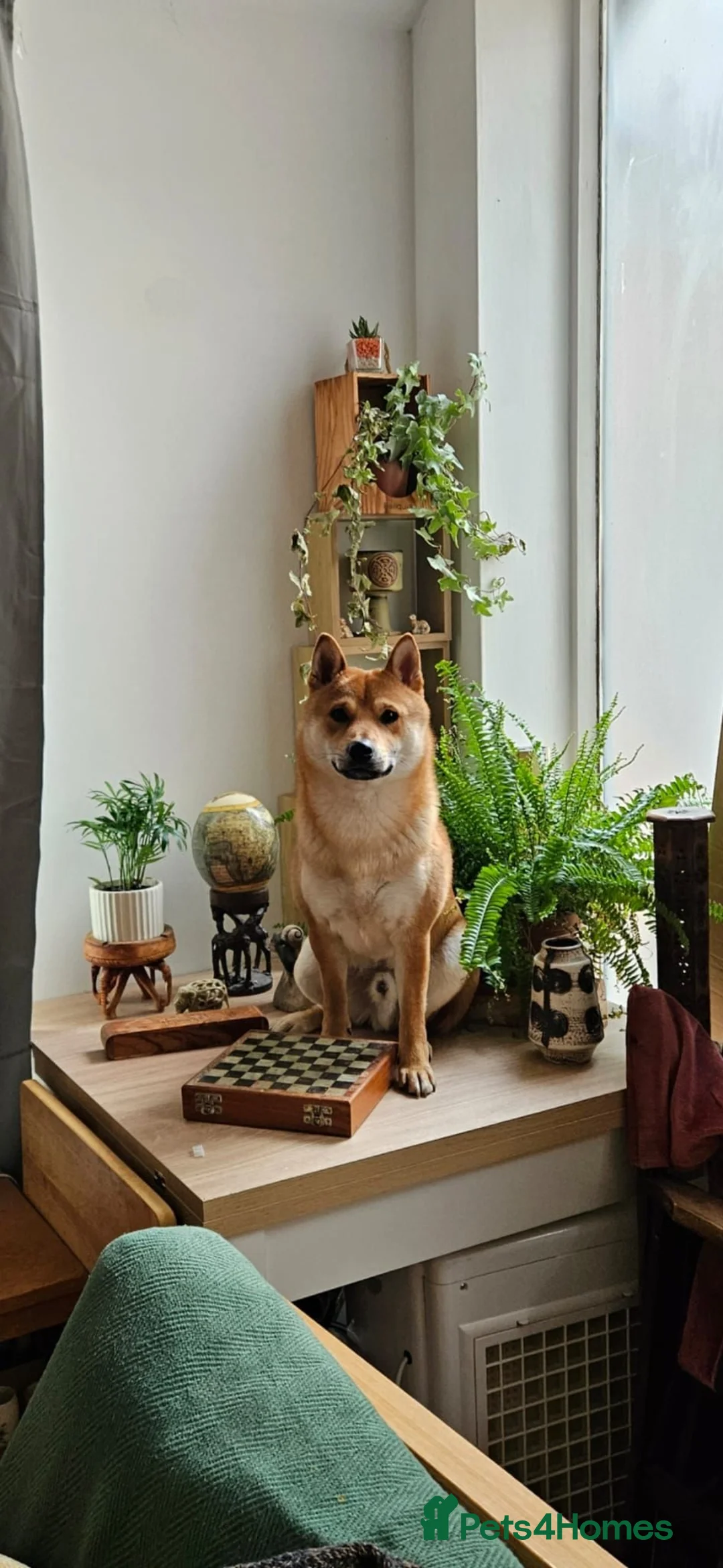 Japanese Shiba Inu dogs for stud: Shiba Inu for stud - Advert 1