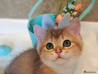 Scottish Fold cats TICA😼LAST STUNNING BOY LEFT😼READY - Advert 10