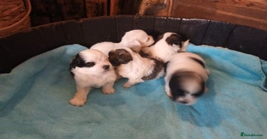 Mixed Breed dogs - Advert 4