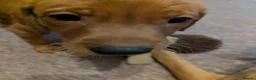 Labrador Retriever dogs for sale: Beautiful Fox Red Labrador Retriever Puppies - Advert 7
