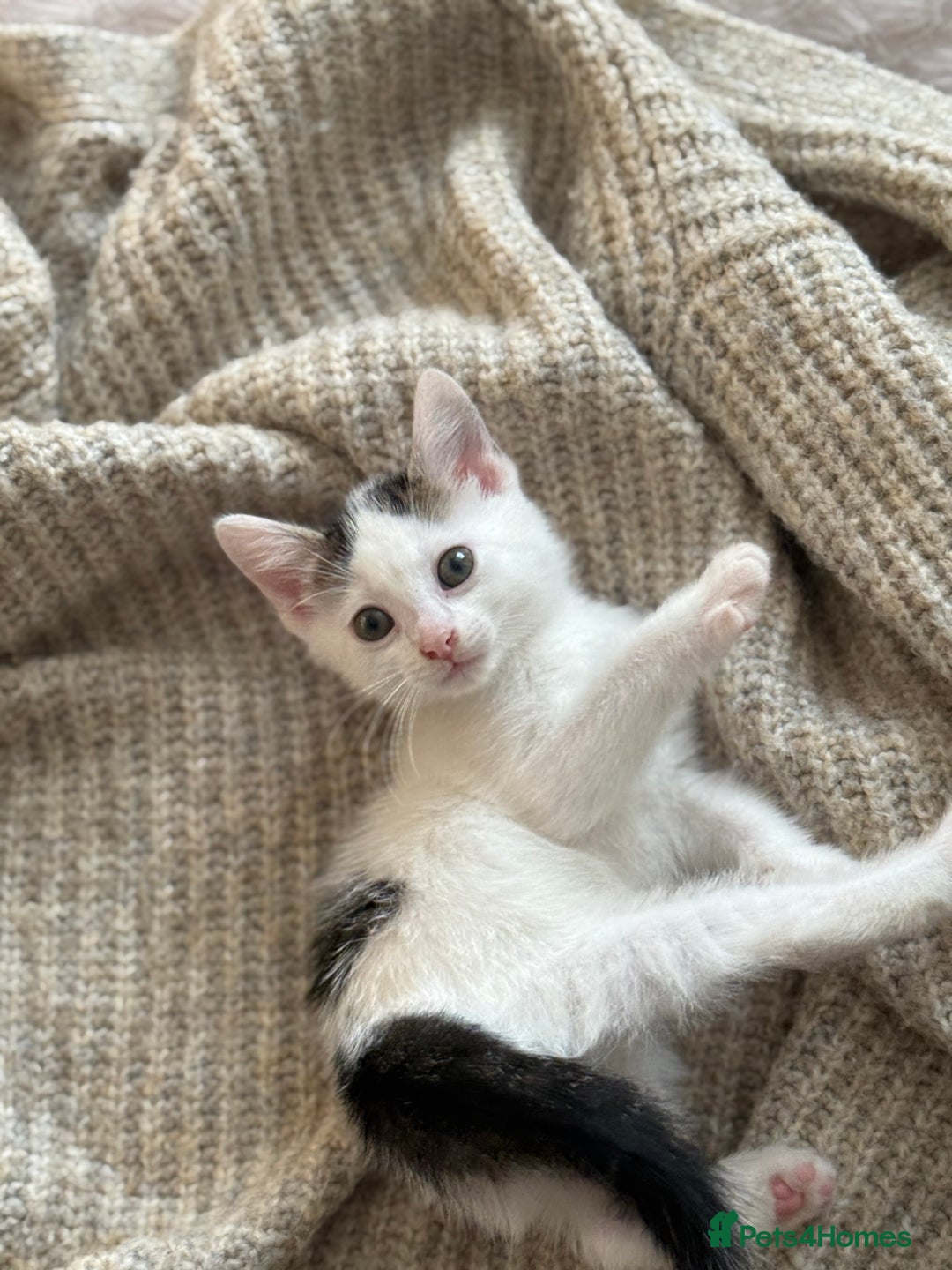 Mixed Breed cats for sale: 🐾 Adorable Kittens Looking for Loving Homes 🐾 - Image 4