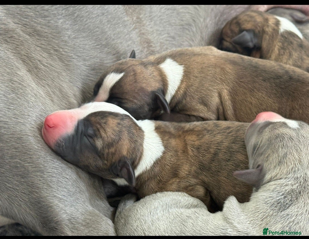 Whippet dogs for sale: Kennel club 6m old female whippet,HALO - Advert 17