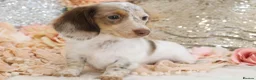 Miniature Dachshund dogs for sale: KC Longhair Miniature Dachshund Puppies - Advert 31