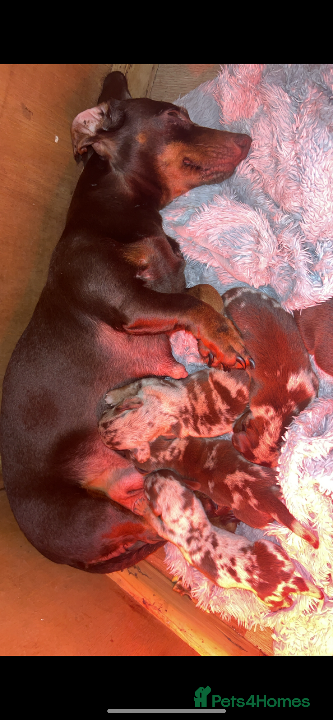 Dachshund dogs for sale: Chocolate Dapple short haired   - Image 7