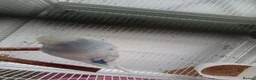 Budgerigars birds for sale: Two male budgies - with cage  - Advert 6