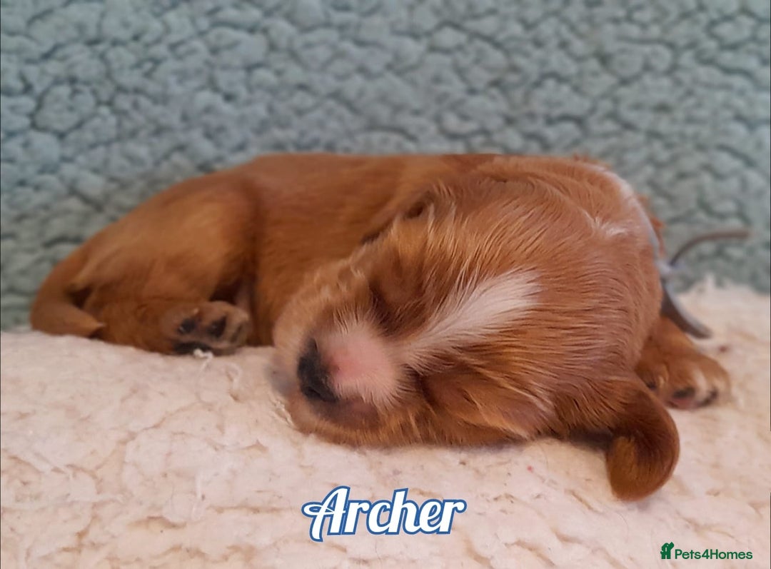 Cocker Spaniel dogs for sale: Stunning Show Cocker Spaniels - Advert 4