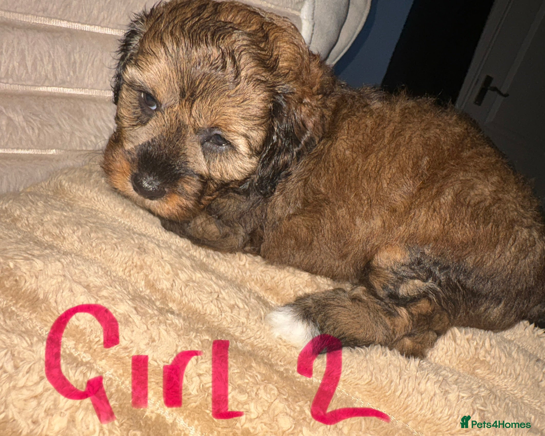 Lhasapoo dogs Beautiful Lhasapoo puppies  - Advert 2