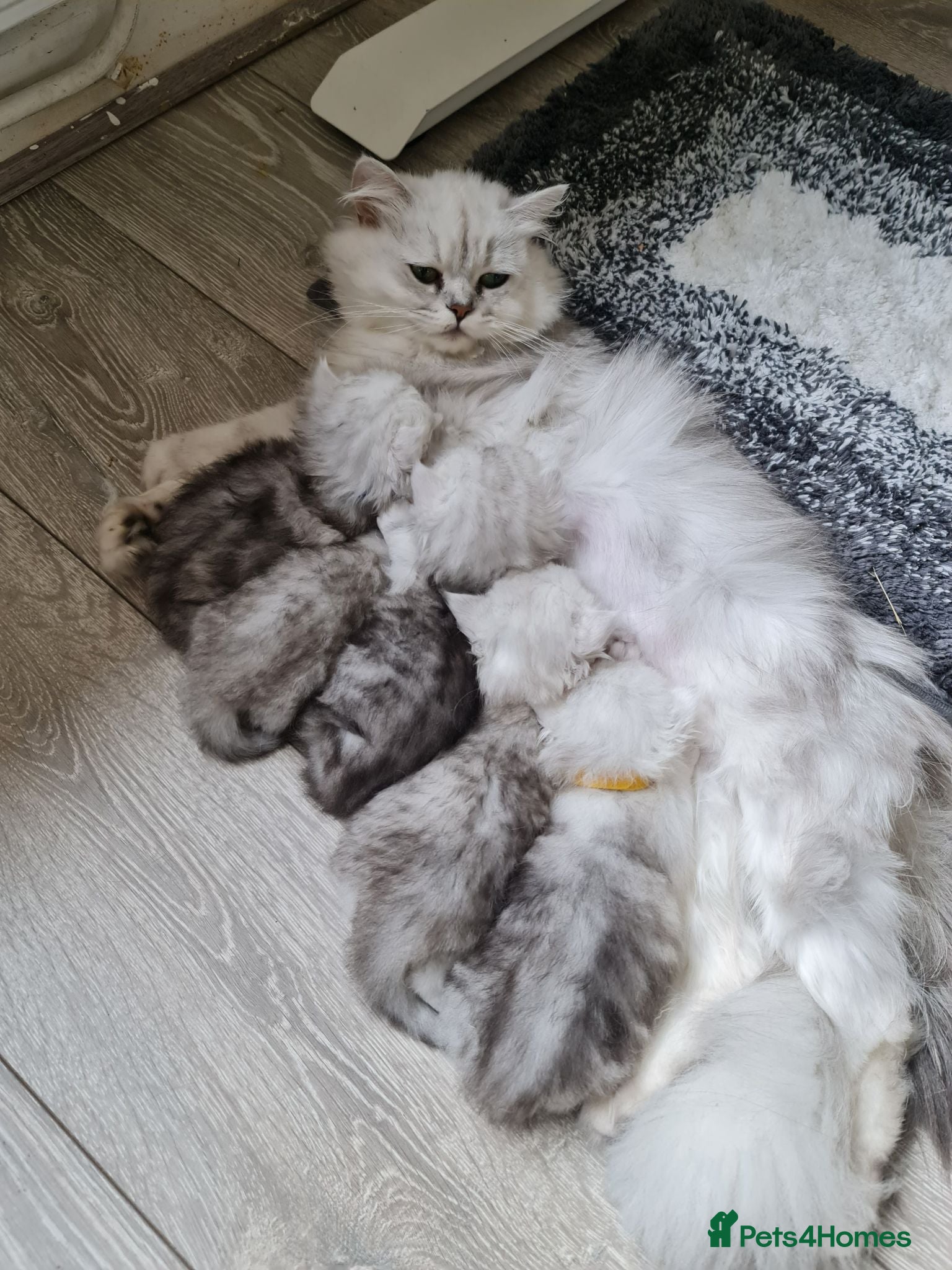 Persian cats Persian Chinchilla Kittens Ready New Loving Homes - Advert 15