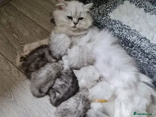 Persian cats Persian Chinchilla Kittens Ready New Loving Homes - Advert 15