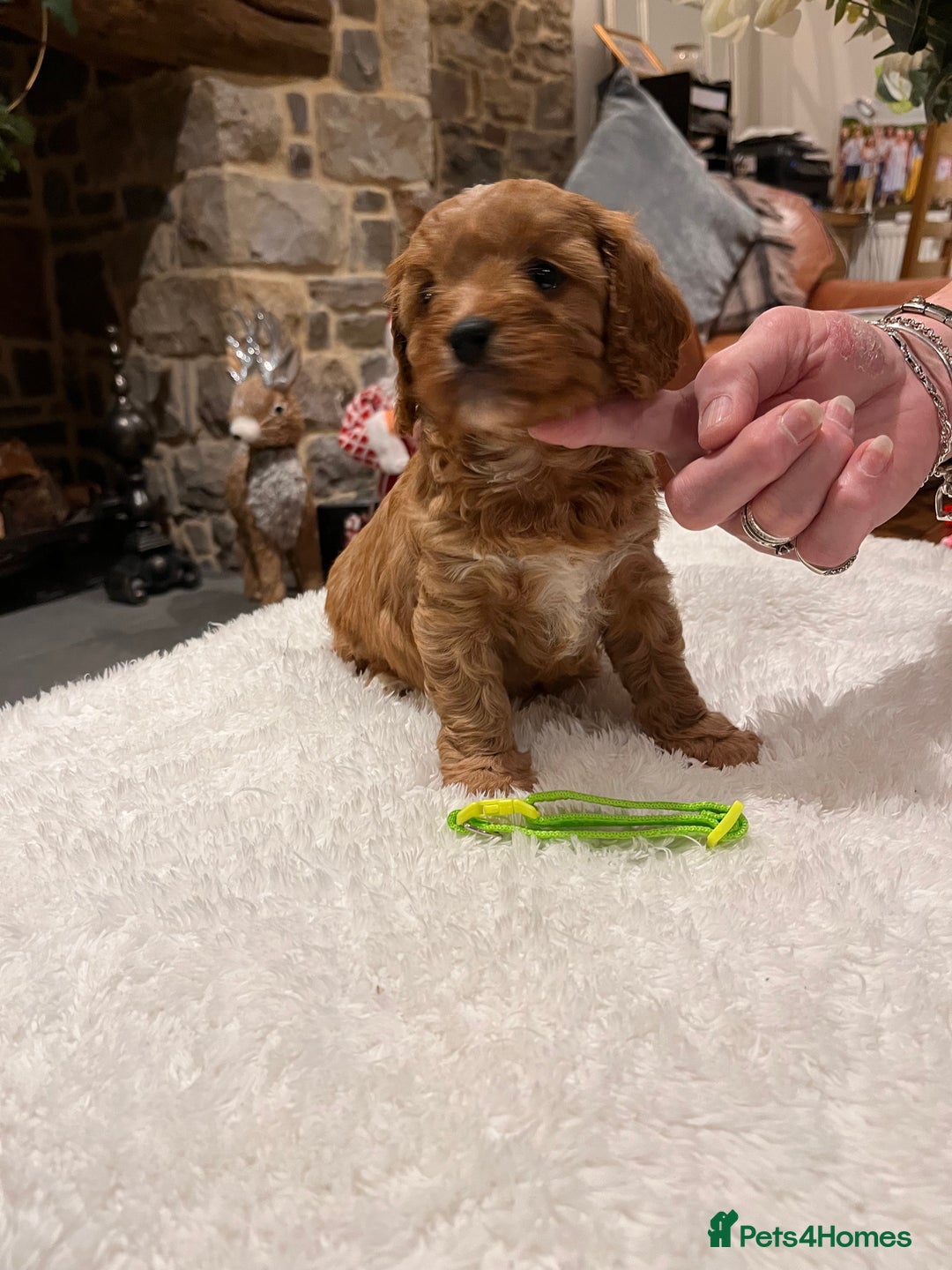 Cavapoo dogs for sale: Gorgeous litter of F1 Cavapoo puppies  - Advert 8