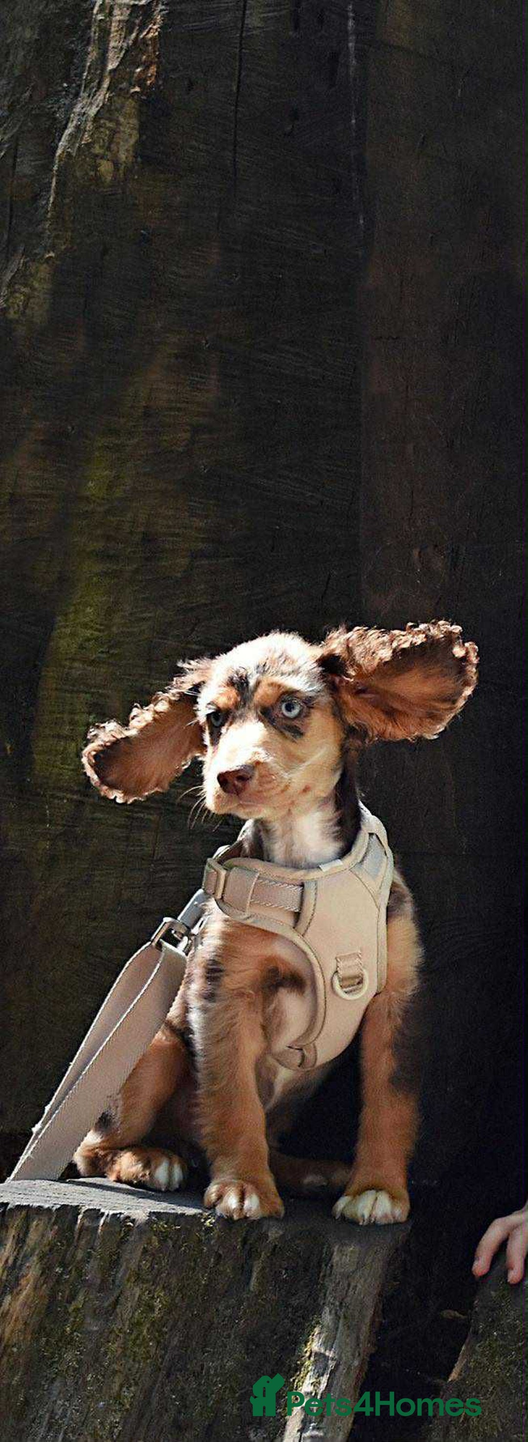 Cocker Spaniel dogs for sale: Cocker spaniel puppy  - Image 4