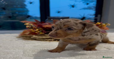 Miniature Dachshund dogs - Advert 5