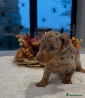 Miniature Dachshund dogs - Advert 2