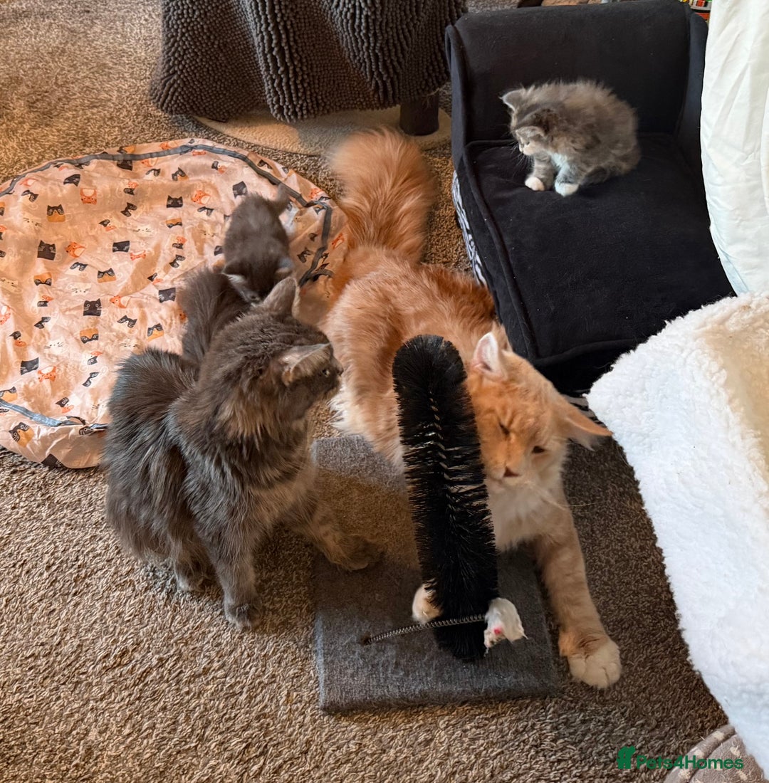 Maine Coon cats for sale: Unsexed greys with white mittens - Advert 11