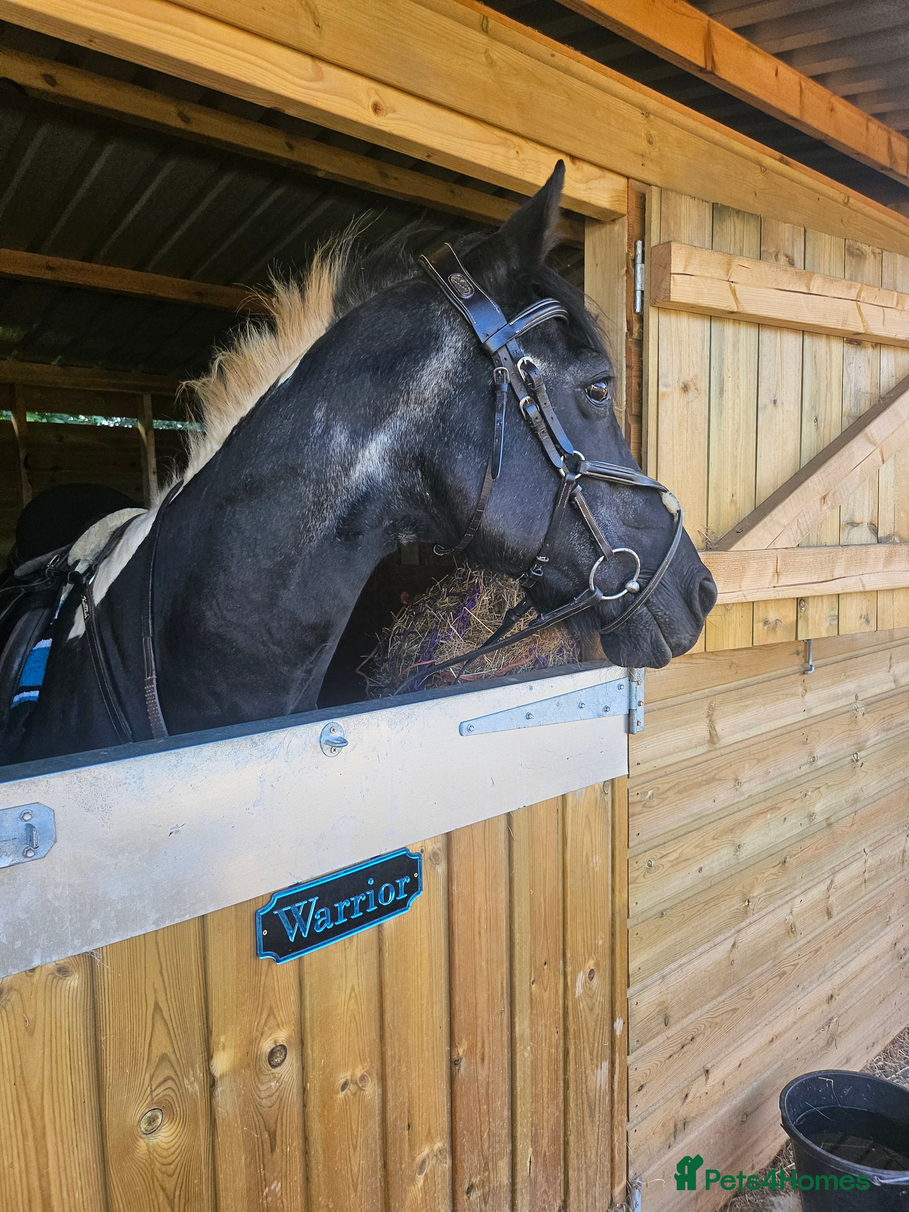Other Breed horses Piebald gelding - Advert 6