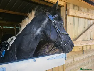 Other Breed horses Piebald gelding - Advert 6