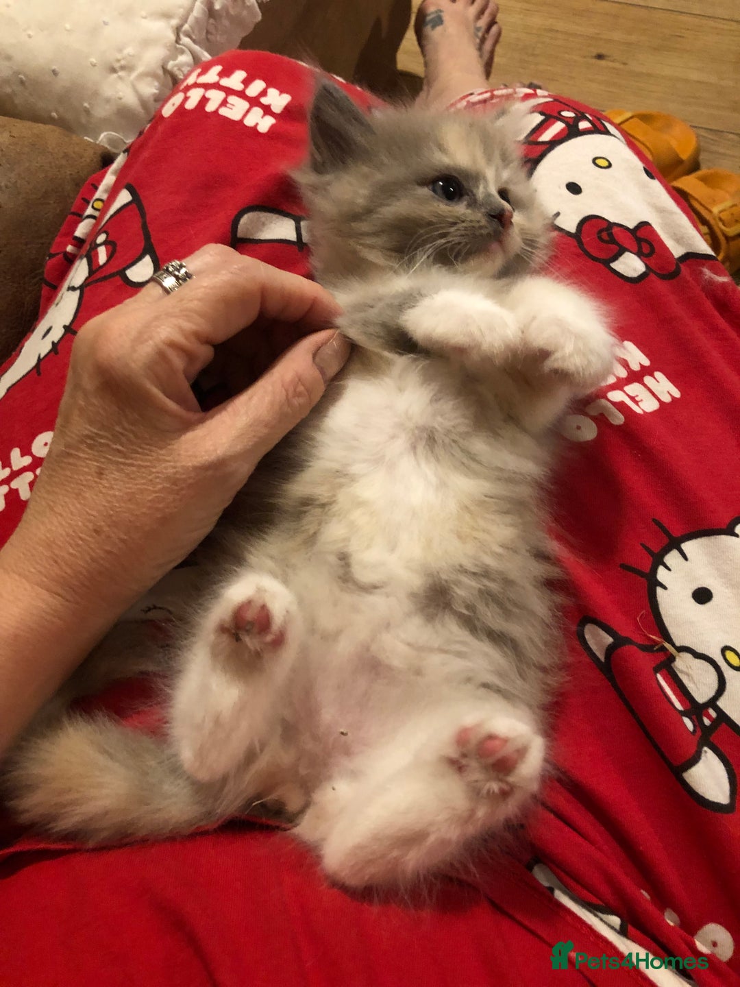 Ragdoll cats for sale: Tica Mink & Sepia Cherubim Ragdoll kittens. 2girls - Image 5