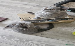British Shorthair cats for sale: British Blue Shorthair - Image 24
