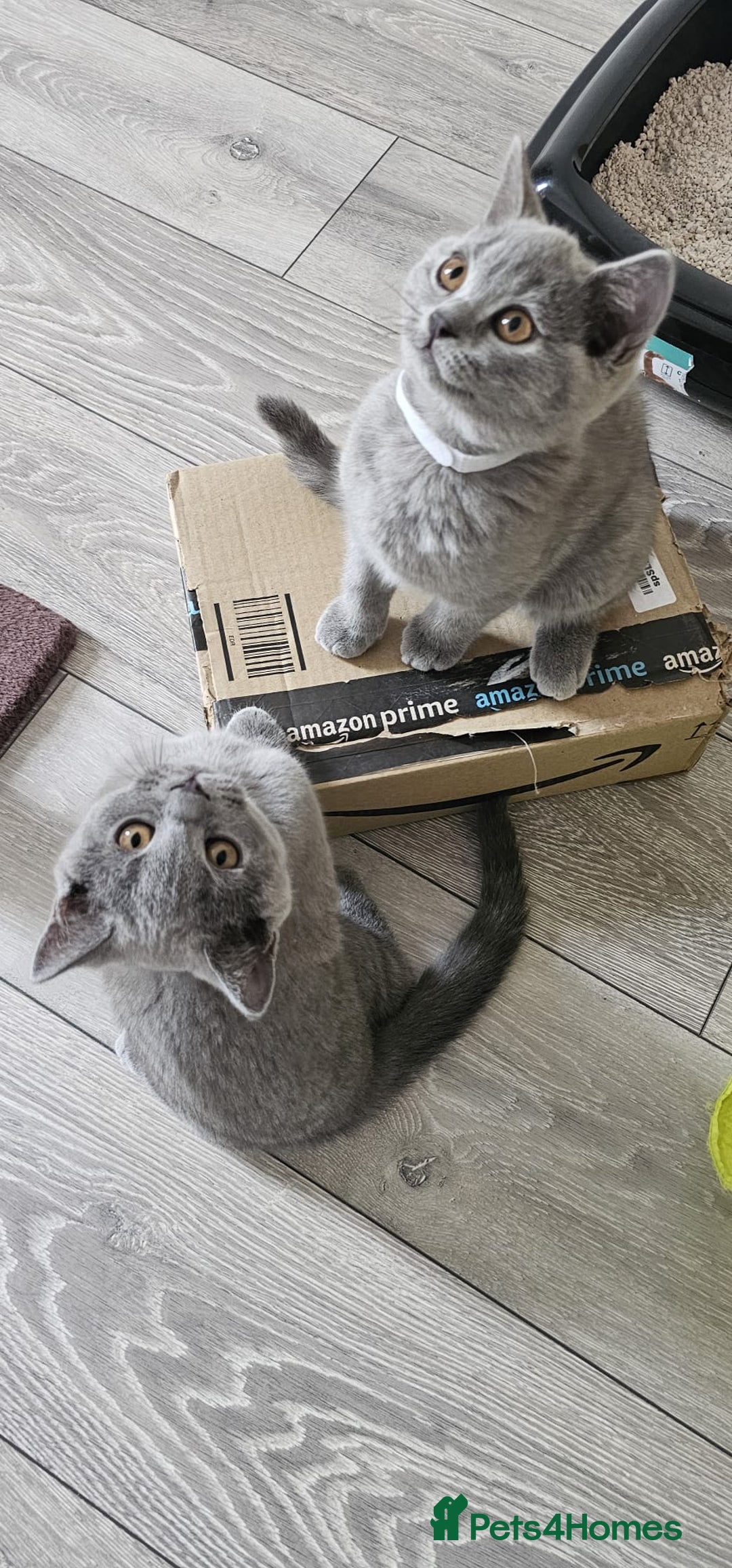 British Shorthair cats for sale: British Blue Shorthair - Image 24
