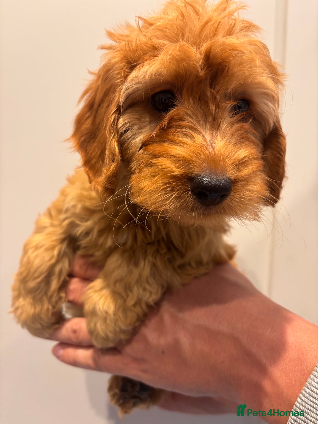 Irish Doodle dogs for sale: REDUCED F1 Miniature Irish Doodle - Image 10