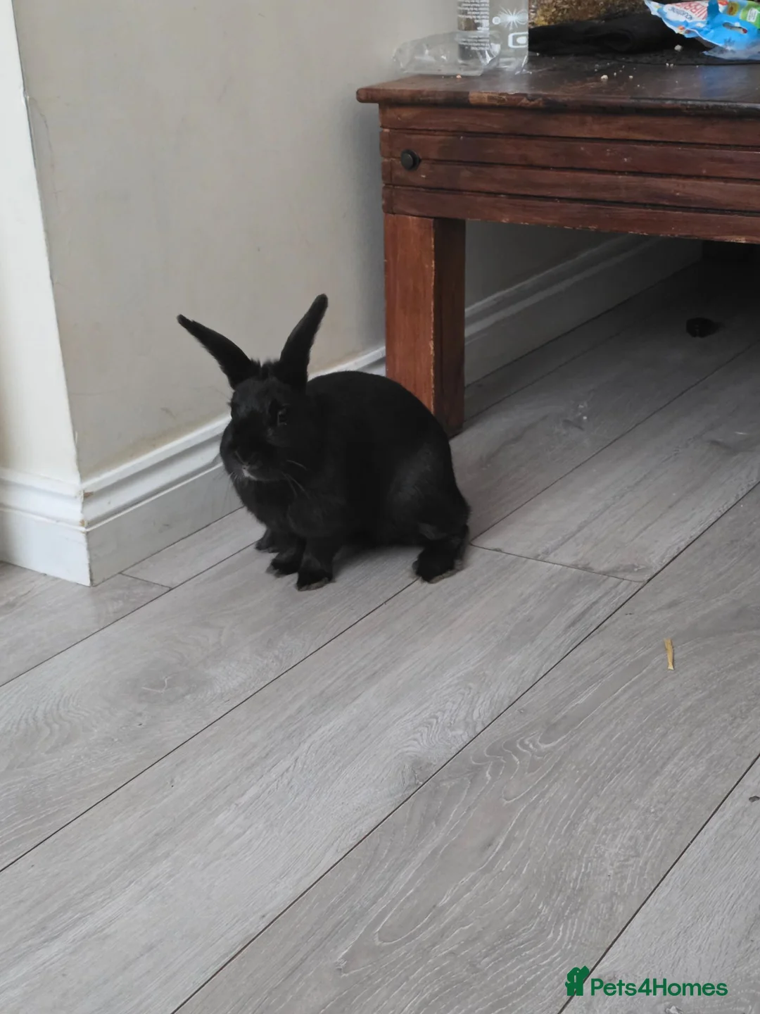 Netherland Dwarf rabbits for sale: Free black rabbit boy - Advert 2
