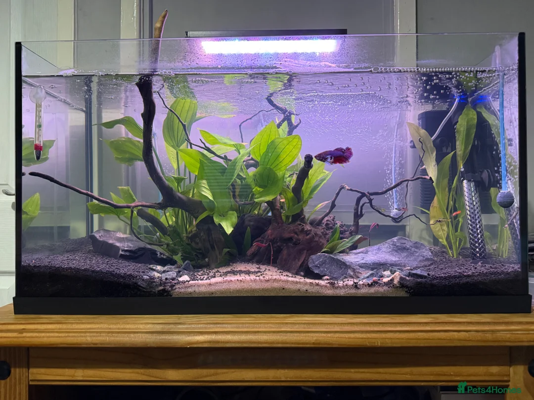 Bettas fish for sale: 105L tank with full aquarium set up all essentials - Advert 1