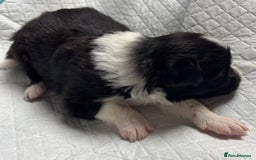 Border Collie dogs for sale:  Long Haired KC Reg Border Collie puppies for sale - Image 34