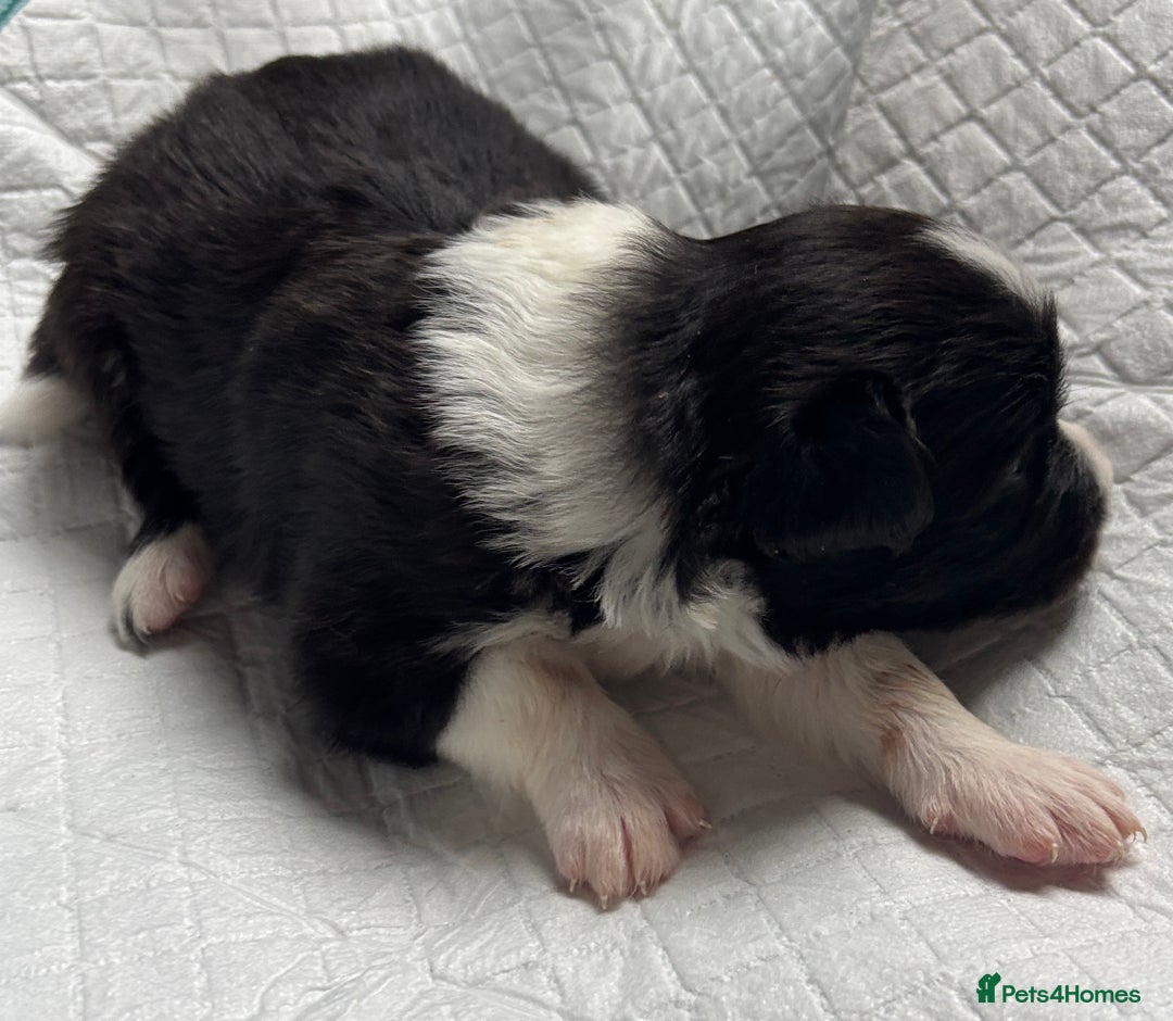 Border Collie dogs for sale:  Long Haired KC Reg Border Collie puppies for sale - Image 34