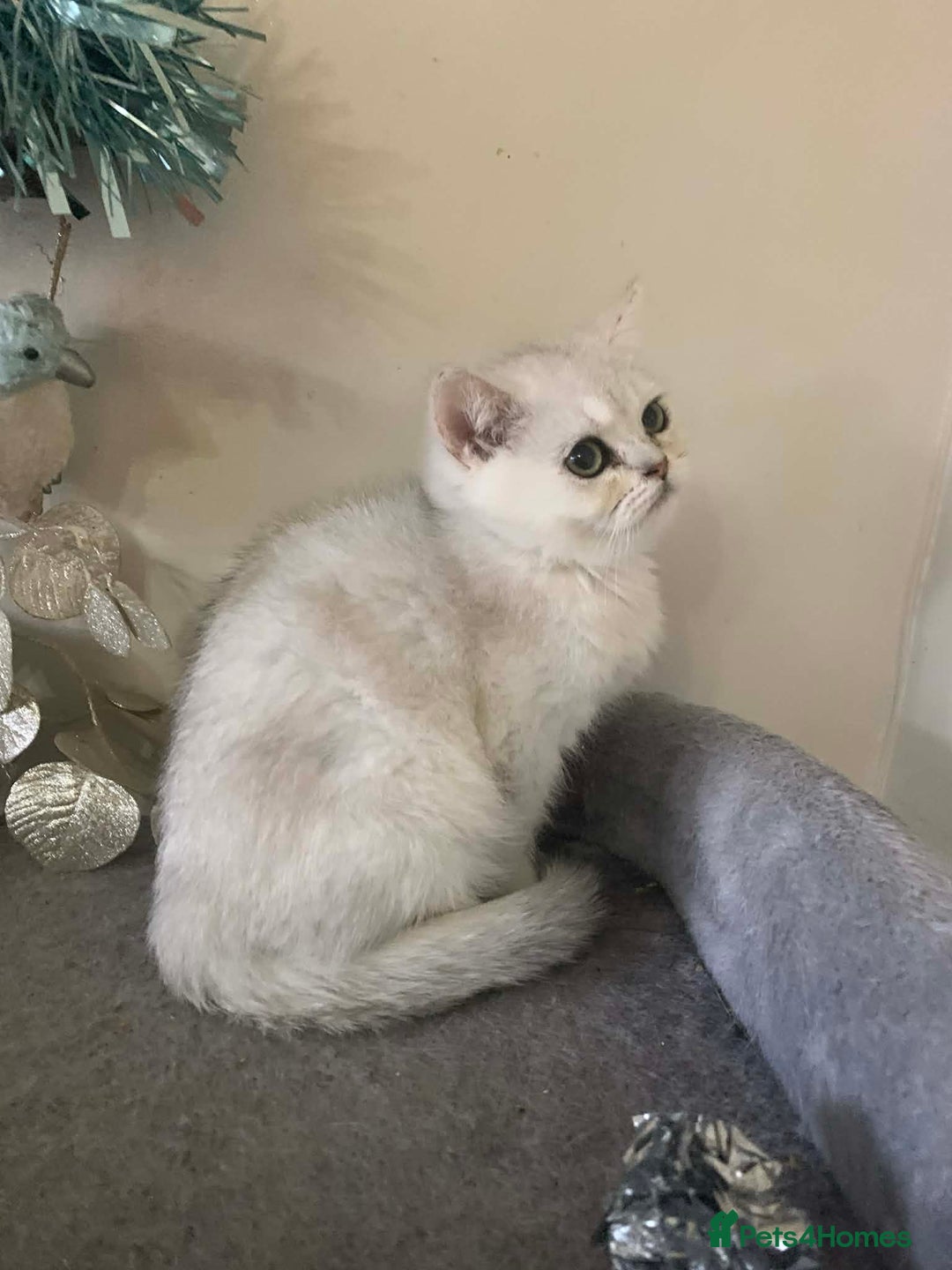British Shorthair cats for sale: BSH Silver Shaded ( chinchilla) girl  - Advert 2