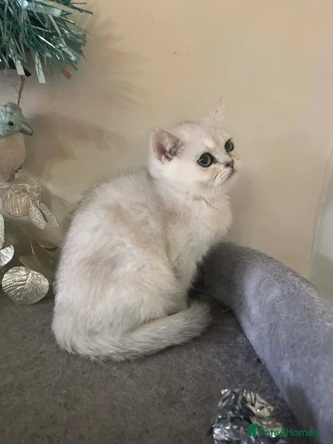 British Shorthair cats for sale: BSH Silver Shaded ( chinchilla) girl  - Advert 2