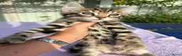 Keetso cats for sale: Superb polydactyl curled eared Keetso kittens.  - Advert 35