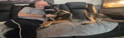 Mixed Breed dogs for sale: Gorgeous, loving boy for rehome in Liverpool - Advert 6