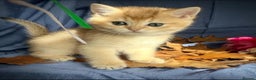 British Shorthair cats for sale: Last British Shorthair Golden kitten GCCF reg - Advert 30