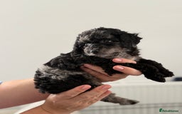 Cavapoo dogs for sale: Adorable Cavapoo Puppies – Ready for Loving Homes - Image 7