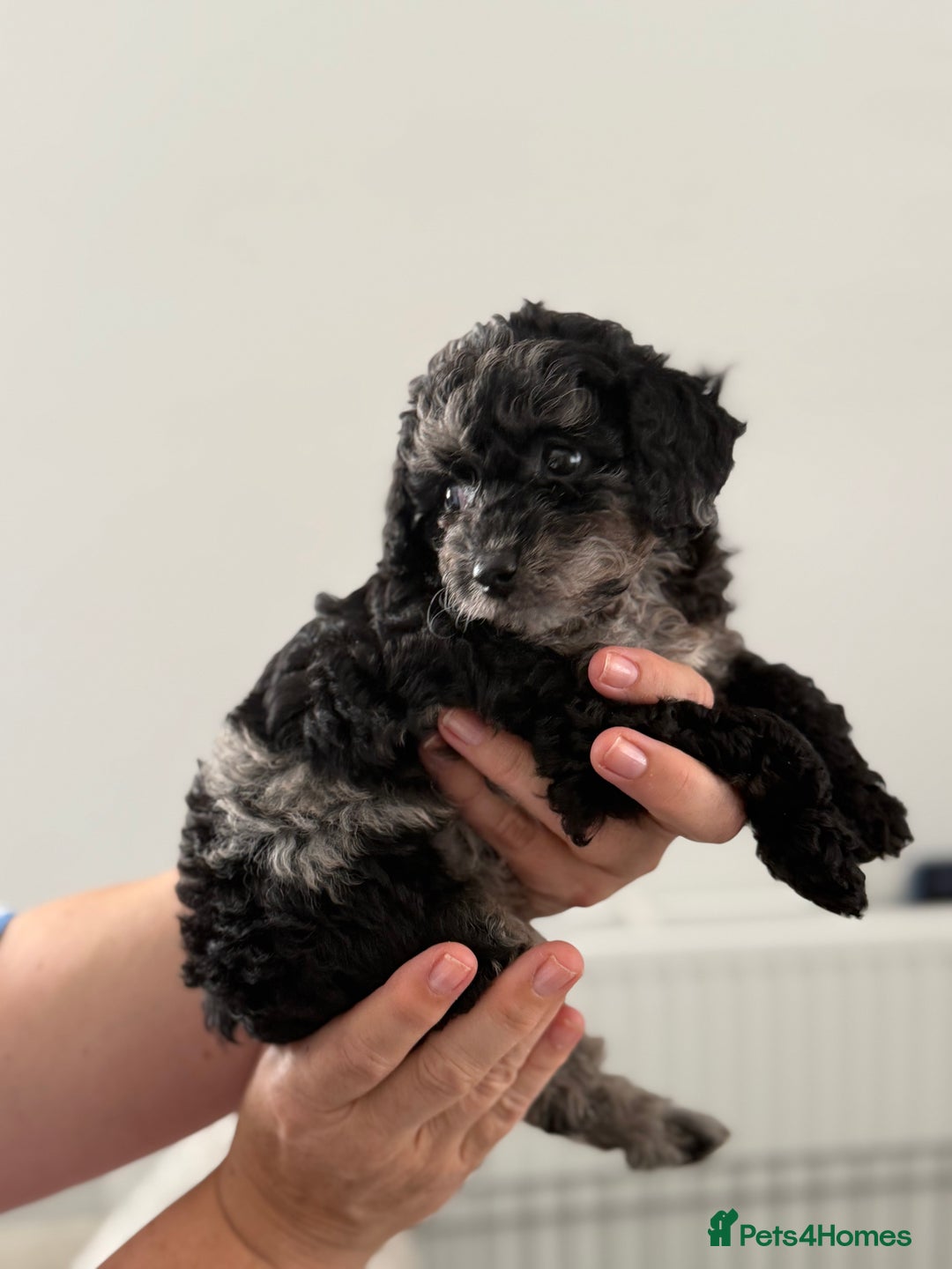 Cavapoo dogs for sale: Adorable Cavapoo Puppies – Ready for Loving Homes - Image 7