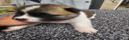 Akita dogs for sale: Kc regestered American akita pups  in Alness - Advert 15