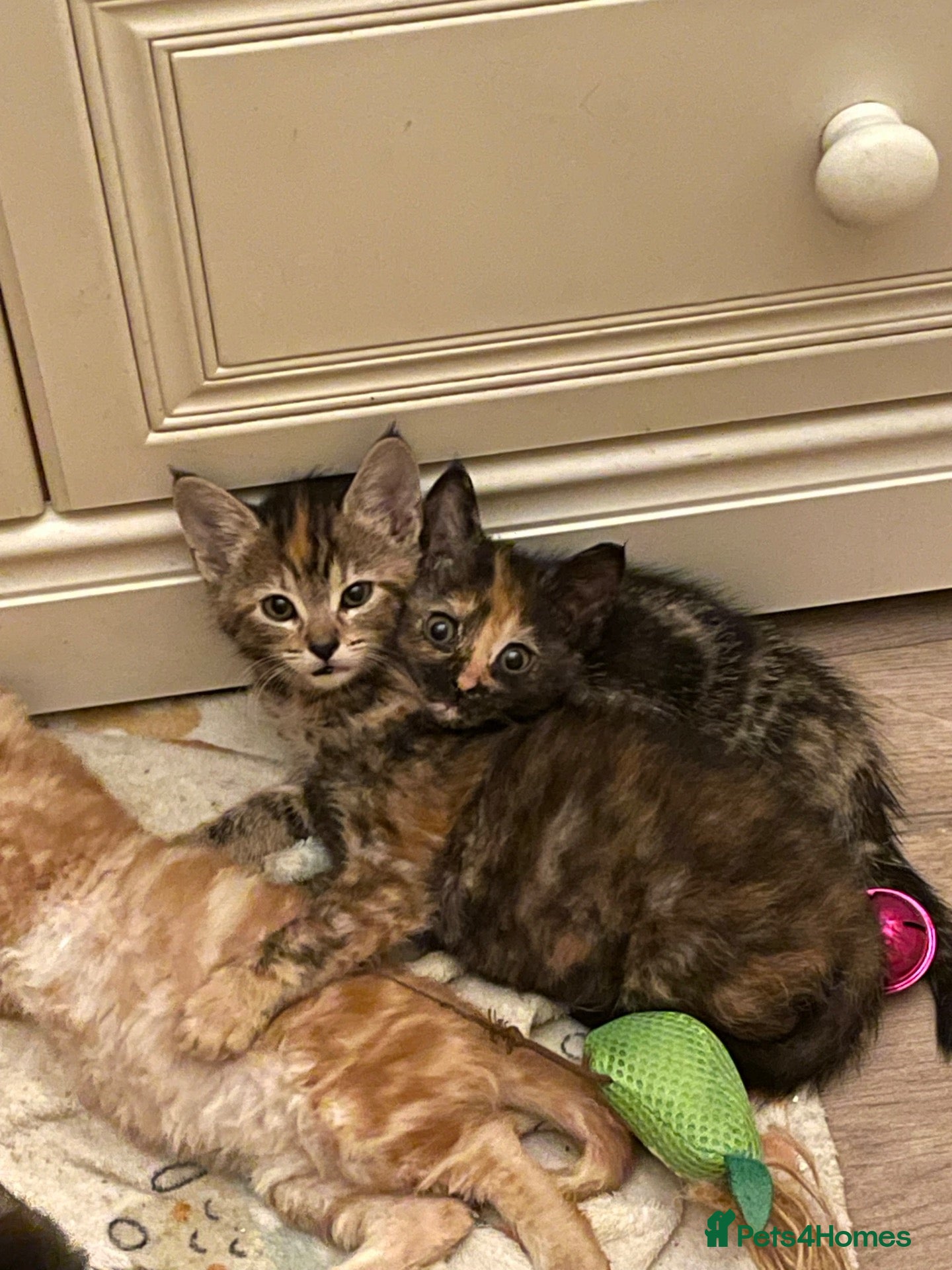 Mixed Breed cats Maine Coon x Selkirk Rex  - Advert 1