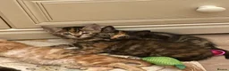 Mixed Breed cats for sale: Maine Coon x Selkirk Rex  - Advert 1