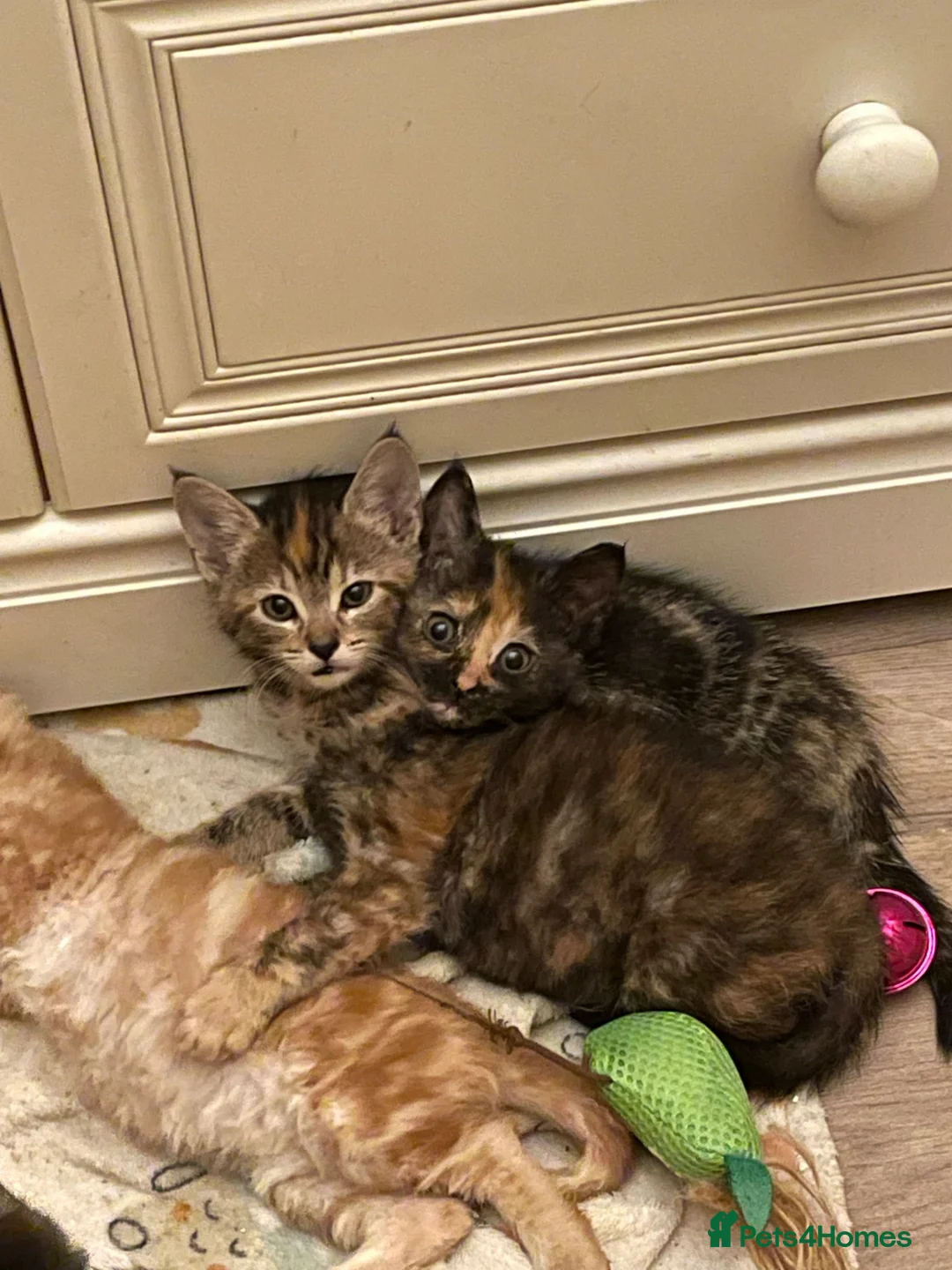 Mixed Breed cats for sale: Maine Coon x Selkirk Rex  - Advert 1