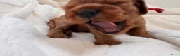 Cavalier King Charles Spaniel dogs for sale: Beautiful red KC boys health tested parents 😍🐶😍 in Swanley - Advert 12