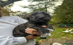 Mixed Breed dogs for sale: Goldendoodle X collie  - Image 3