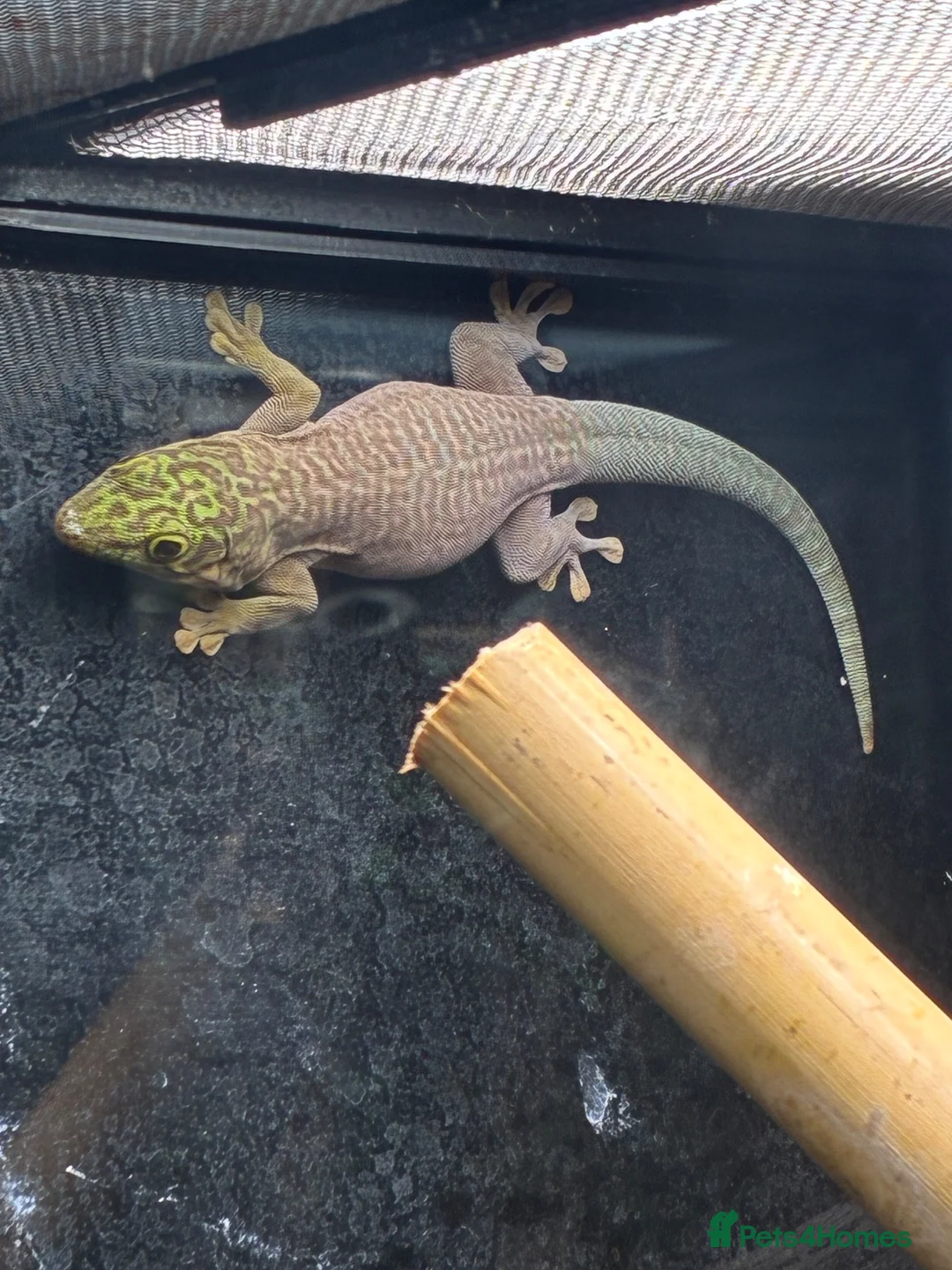 Gecko reptiles for sale: Phelsuma standingi juveniles - Advert 1