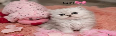 Persian Kitten 1