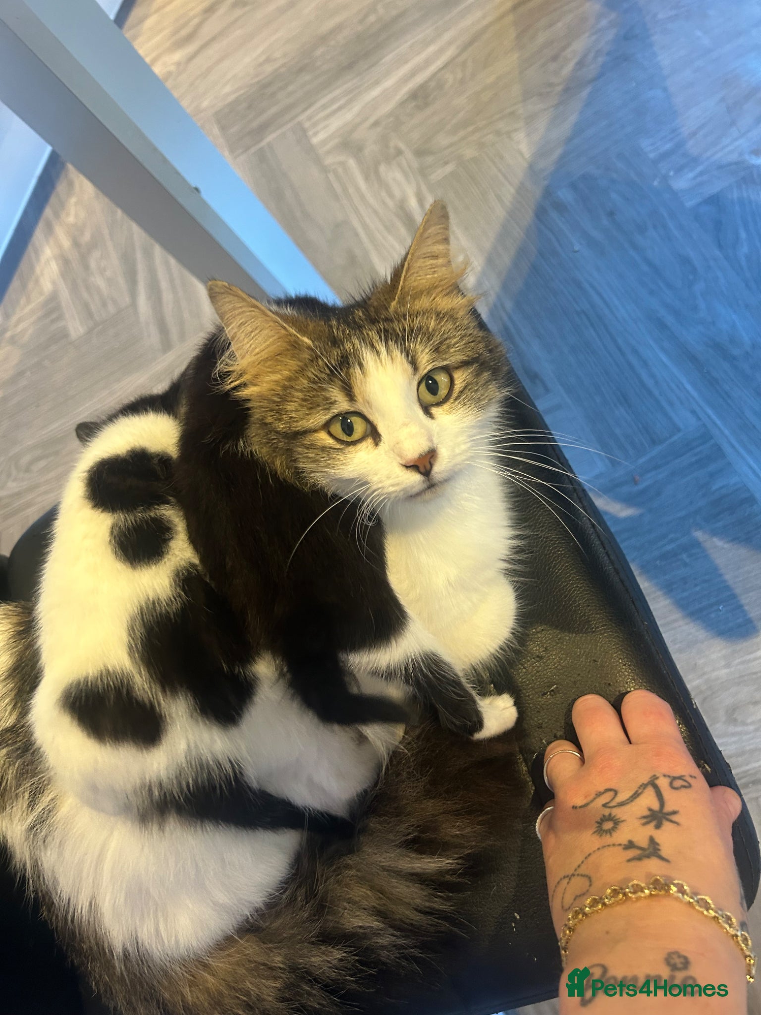 Norwegian Forest Cat cats 2 Norwegian Forrest mixed breed kittens for sale  - Advert 2