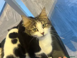 Norwegian Forest Cat cats 2 Norwegian Forrest mixed breed kittens for sale - Advert 1