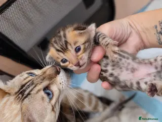 Bengal cats Snow and Brown Females Left Pedigree Bengals - Advert 4