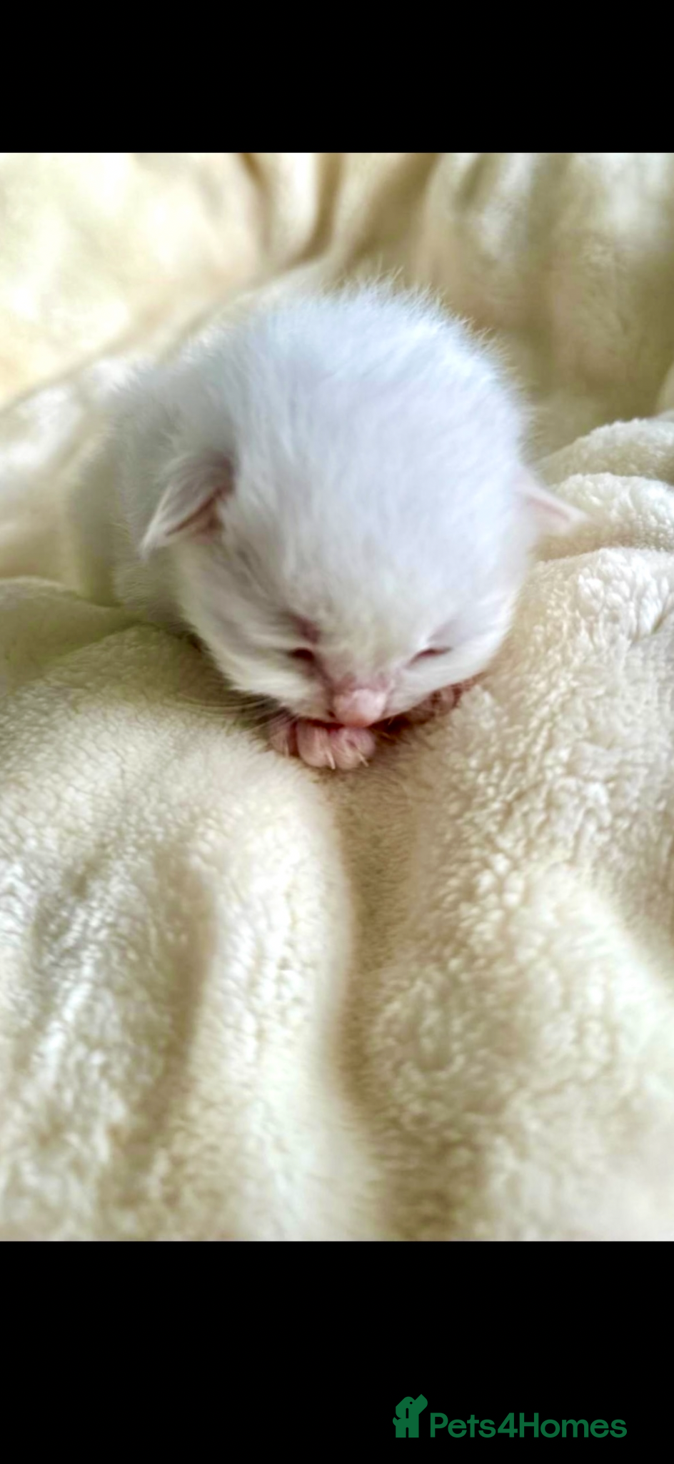 Ragdoll cats ❤️ WAITING LIST NOW OPEN !!!! ❤️ - Advert 2